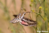 Hyles livornica - Striped Hawkmoth