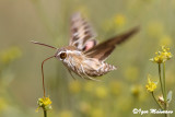 Hyles livornica - Striped Hawkmoth