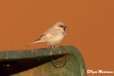 Passero del deserto (Passer simplex - Desert Sparrow)