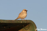 Passero del deserto (Passer simplex - Desert Sparrow)