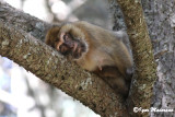 Bertuccia (Macaca sylvanus - Barbary Macaques)