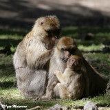 Bertuccia (Macaca sylvanus - Barbary Macaques)