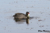 Folaga crestata (Fulica cristata - Red-knobbed Coot)