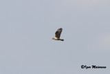 Aquila del Bonelli (Aquila fasciata - Bonellis Eagle)