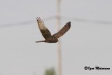 Albanella minore melanica (Circus pygargus - Montagus Harrier melanistic morph)