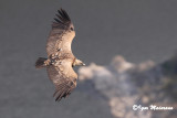 Grifone (Gyps fulvus - Griffon Vulture)