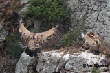 Grifoni (Gyps fulvus - Griffon Vulture)