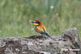 Gruccione (Merops apiaster - Bee-eater9