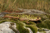 Tritone pigmeo (Triturus pygmaeus - Southern Marbled Newt)