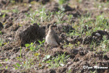 Pernice di mare (Glareola pratincola - Collared Pratincole)