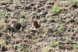 Pernice di mare (Glareola pratincola - Collared Pratincole)