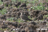Pernice di mare (Glareola pratincola - Collared Pratincole)