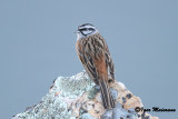 Zigolo muciatto (Emberiza cia - Rock Bunting)