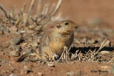 Fat sand rat