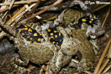Rospi smeraldini e salamandra (Pseudepidalea viridis)