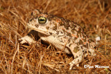 Rospo calamita (Bufo calamita - Natterjack Toad)