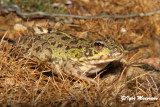 Rana verde iberica (Pelophiylax perezi - Perezs Frog)
