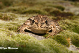 Rana verde iberica (Pelophiylax perezi - Perezs Frog)