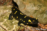 Salamandra pezzata (Salamandra salamandra - Fire Salamander)