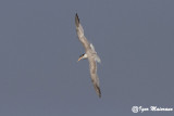 Sterna di Ruppell (Sterna bengalensis - Lesser Crested Tern)