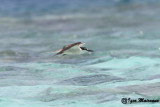 Sterna dalle redini (Onychoprion anaethetus - Bridled Tern)