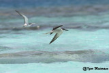 Sterna dalle redini (Onychoprion anaethetus - Bridled Tern)