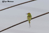 Gruccione verde minore (Merops orientalis - Little Green Bee-eater)