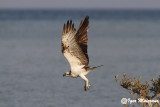 Falco pescatore (Pandion haliaetus - Osprey)
