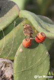 Saltimpalo (Saxicola torquatus - Stonechat)