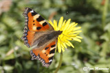 Aglais urticae