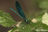 Calopteryx virgo - Beautiful Demoiselle