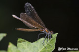 Calopteryx virgo - Beautiful Demoiselle