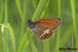 Coenonympha arcania