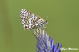 Melitaea cinxia