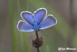 Polyommatus eros