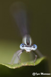 Platycnemis pennipes - Blue Featherleg