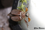 Maggiolino (Melolontha melolontha - Common Cockchafer)