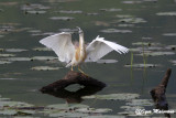 Sgarza ciuffetto (Ardeola ralloides - Squacco Heron)