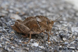 Ortottero - Orthoptera