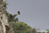 Aquila imperiale spagnola (Aquila adalberti - Spanish Imperial Eagle) 
