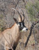 Roan Antelope