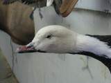 Emperor Goose Head