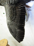 Emperor Goose Wing Detail