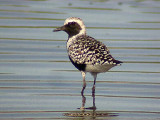 Black-bellied Plover