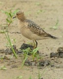 Buff-breasted Sandpiper