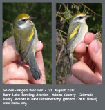 Golden-winged Warbler