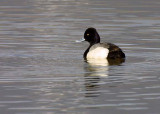 Lesser Scaup