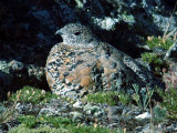 White-tailed Ptarmigan