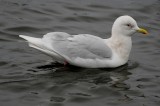 Iceland Gull- adult nominate glaucoides 2011-2012