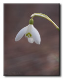 Perce-neige - Snowdrop - Galanthus nivalis